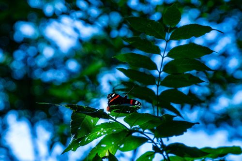 Von der Sonne angeleuchteter Admiral im Wald bei Ober-Hilbersheim
